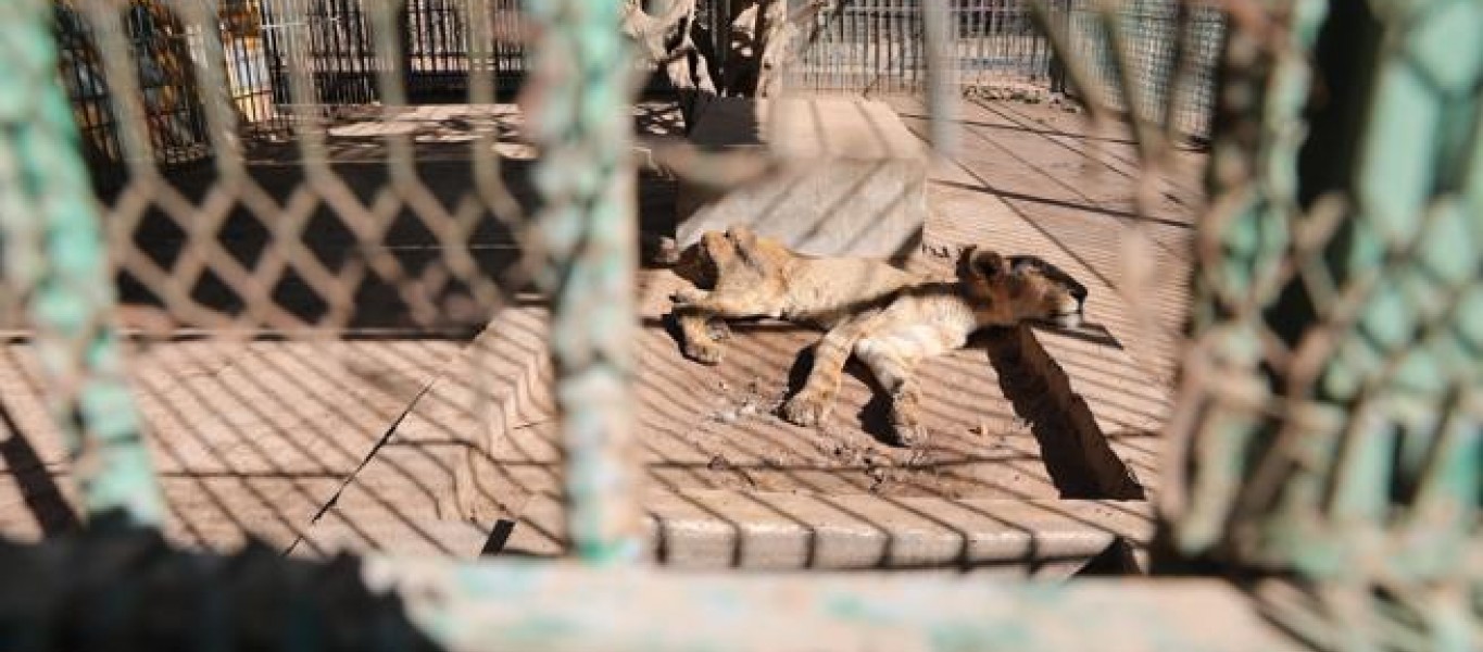 Sudán: Murió uno de los cinco leones desnutridos del zoo de Jartum