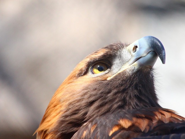 México: Acusan la falta de recursos para la conservación del águila real